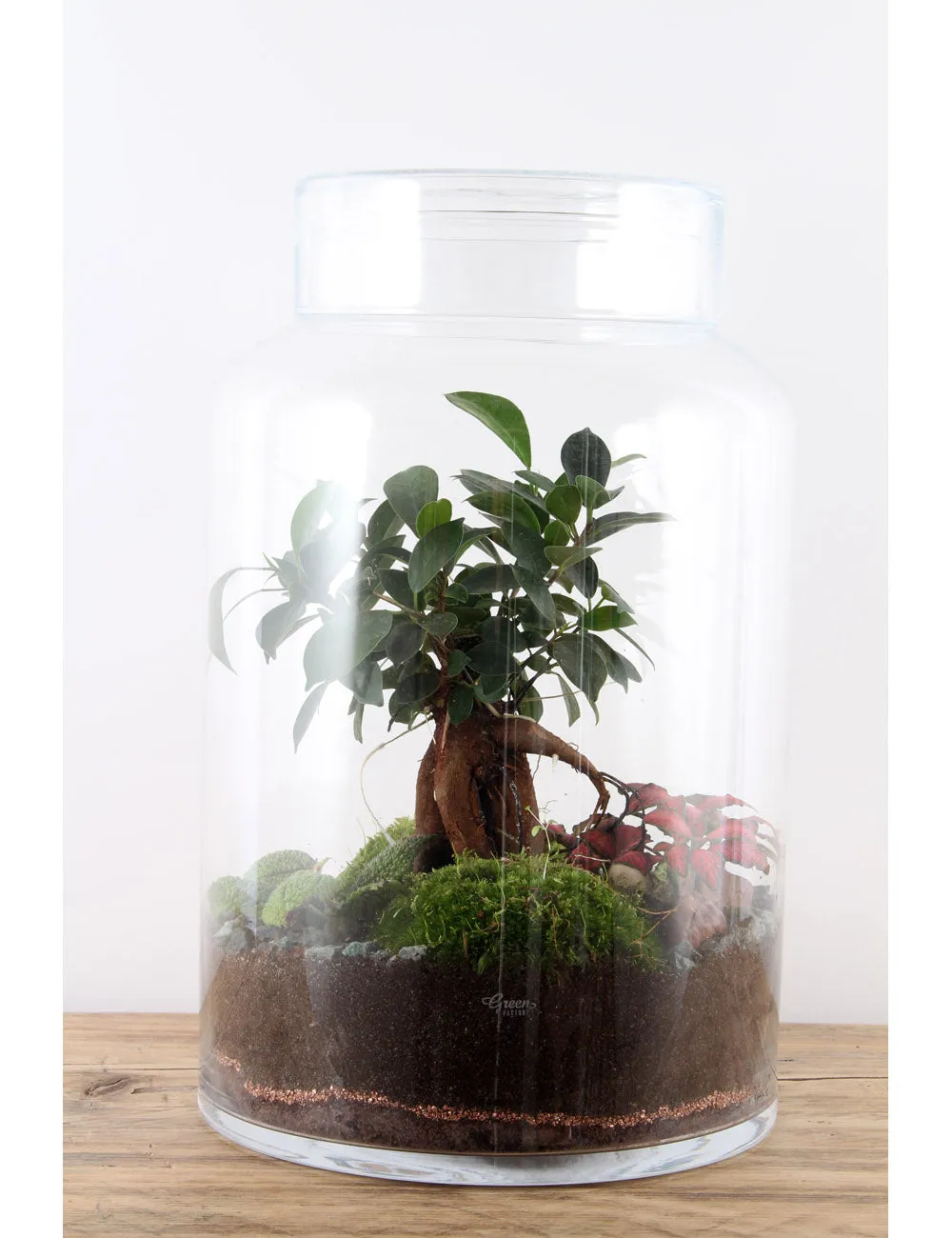 Green Factory Flat Large Terrarium