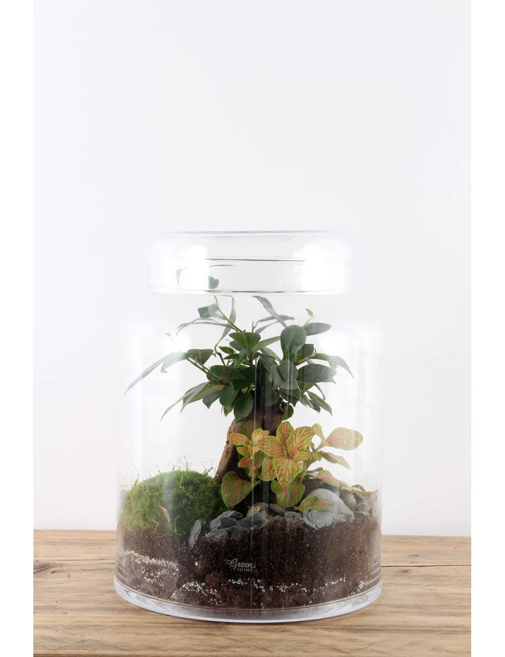 Green Factory Flat Medium Terrarium